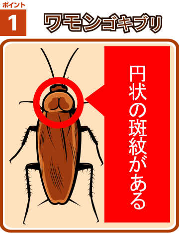 ゴキブリ1